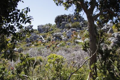 Corymbia ficifolia, photographed by Tony Rebelo