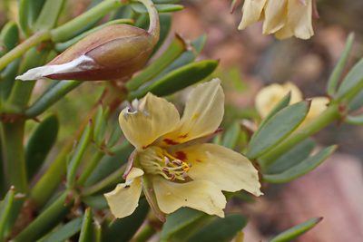 Roepera fulva, photographed by Di Turner