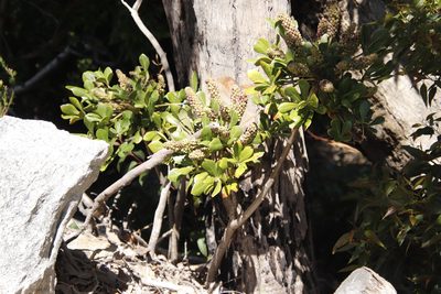 Cussonia thyrsiflora, photographed by Tony Rebelo