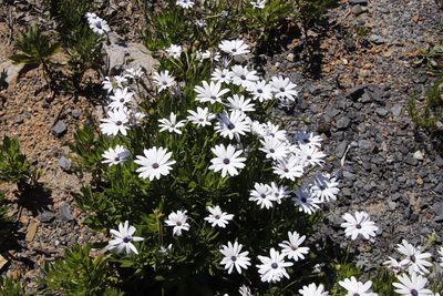 Osteospermum ecklonis, photographed by Tony Rebelo