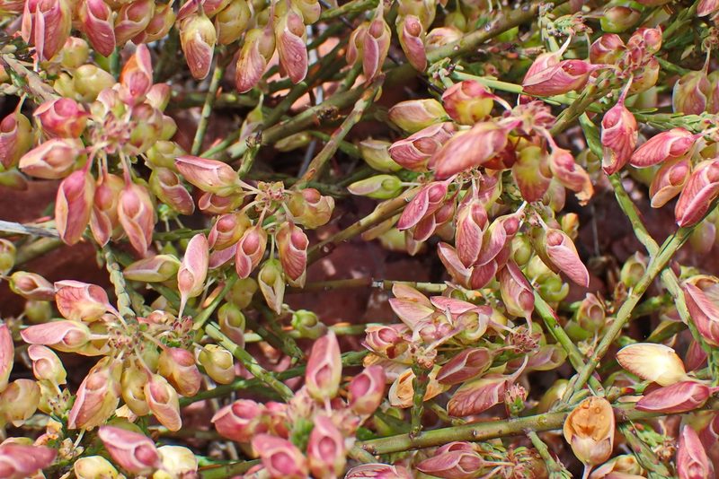 Polygala wittebergensis, photographed by Di Turner