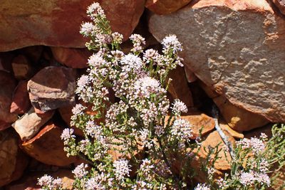 Agathosma capensis, photographed by Di Turner