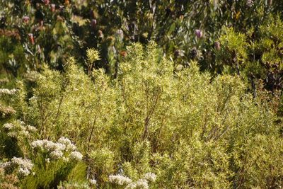 Leucadendron salicifolium, photographed by Tony Rebelo