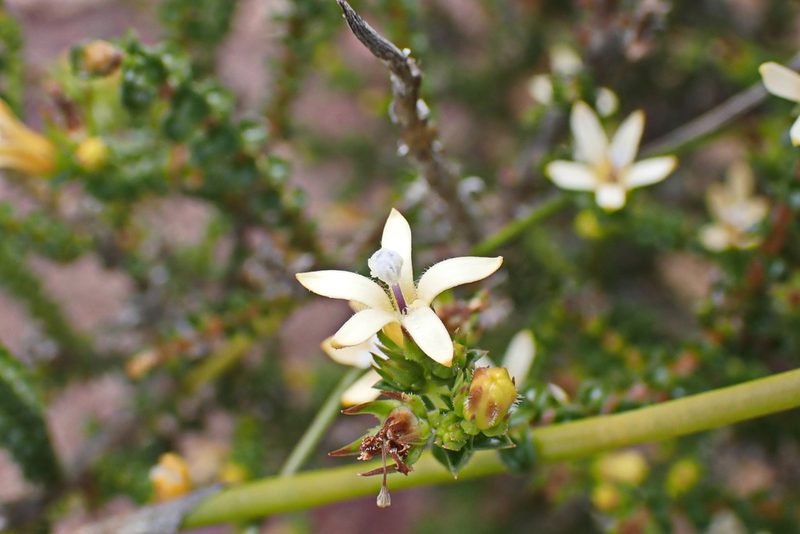 Wahlenbergia nodosa, photographed by Di Turner