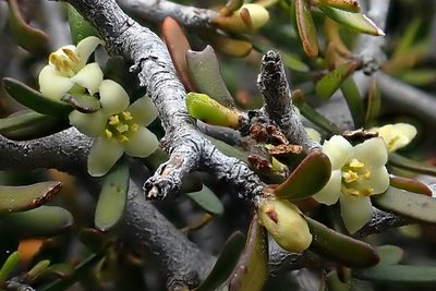 Pittosporum anomalum, photographed by Duncan Cunningham