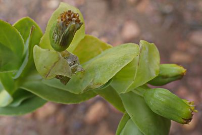 Hertia alata, photographed by Di Turner