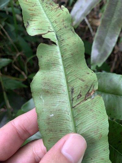 Diplazium lobatum, photographed by 呂一起(Lyu yi-chi)