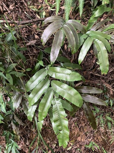 Diplazium lobatum, photographed by 呂一起(Lyu yi-chi)