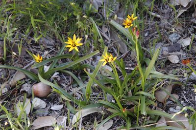 Baeometra uniflora, photographed by Tony Rebelo