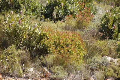 Leucadendron sessile, photographed by Tony Rebelo
