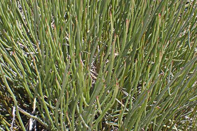 Cadaba aphylla, photographed by Di Turner