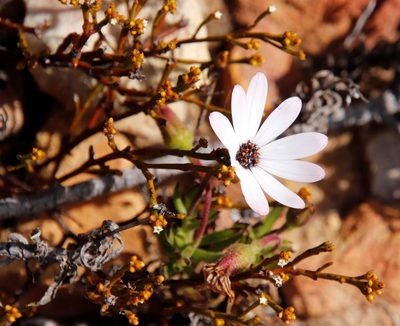Dimorphotheca walliana, photographed by Tony Rebelo
