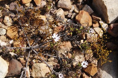 Dimorphotheca walliana, photographed by Tony Rebelo