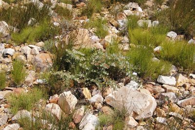 Rafnia amplexicaulis, photographed by Tony Rebelo