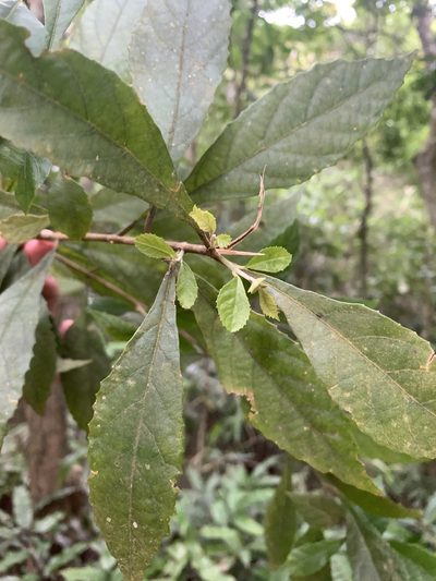 Callicarpa remotiflora, photographed by 呂一起(Lyu yi-chi)