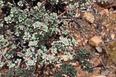 Pelargonium exstipulatum, photographed by Di Turner
