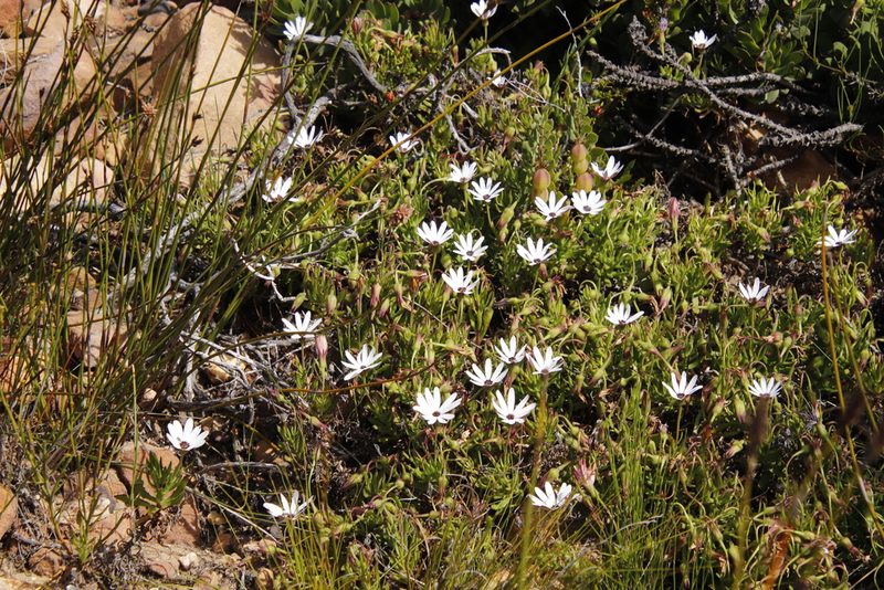 Dimorphotheca walliana, photographed by Tony Rebelo