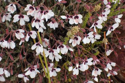 Pelargonium tricolor, photographed by Di Turner
