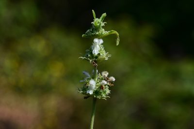 Leucas stelligera, photographed by S.MORE