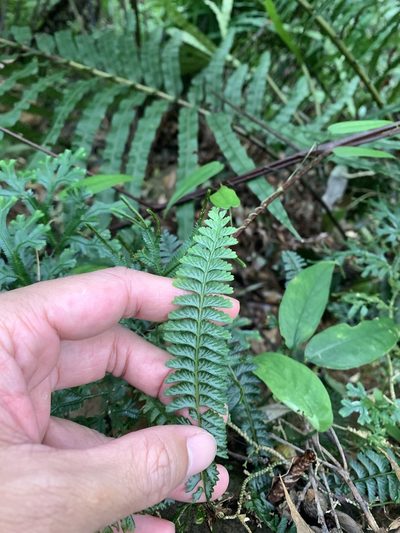 Lindsaea yaeyamensis, photographed by 呂一起(Lyu yi-chi)
