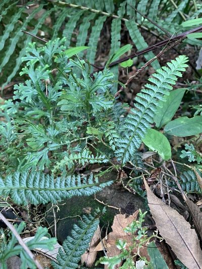 Lindsaea yaeyamensis, photographed by 呂一起(Lyu yi-chi)