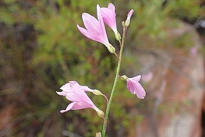 Heliophila juncea, photographed by Di Turner