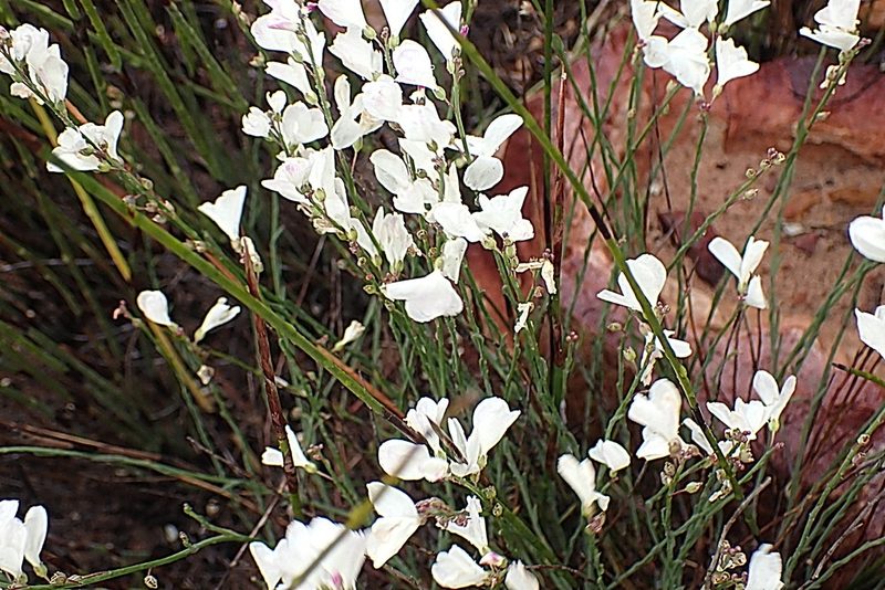 Heliophila juncea, photographed by Di Turner