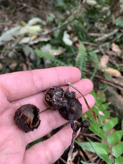 Lithocarpus amygdalifolius, photographed by 呂一起(Lyu yi-chi)