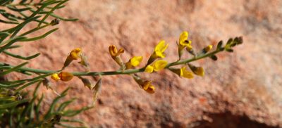 Lebeckia contaminata, photographed by Tony Rebelo