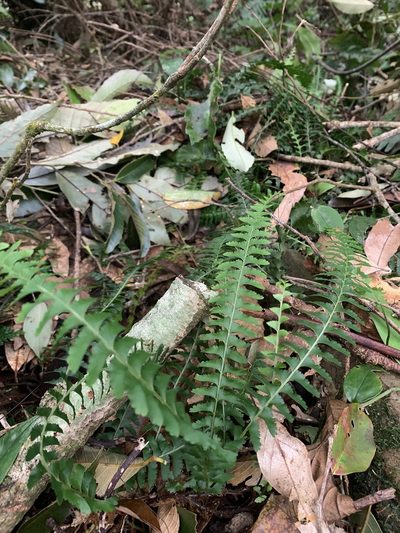Lindsaea yaeyamensis, photographed by 呂一起(Lyu yi-chi)