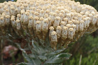 Syncarpha milleflora, photographed by Di Turner