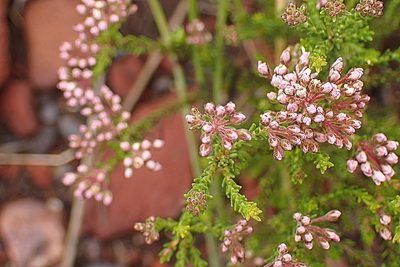 Agathosma capensis, photographed by Di Turner