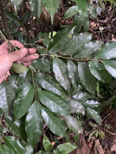 Drypetes indica, photographed by 呂一起(Lyu yi-chi)