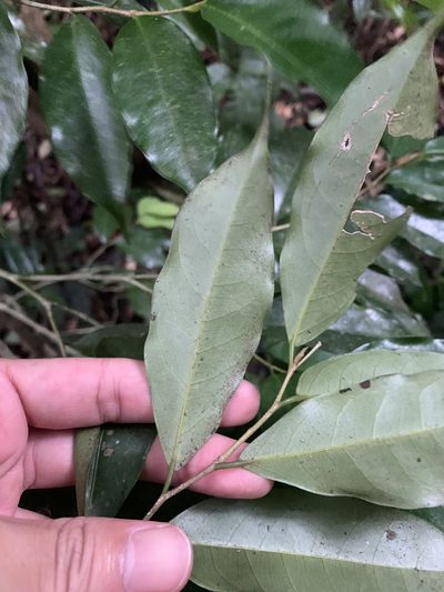 Drypetes indica, photographed by 呂一起(Lyu yi-chi)