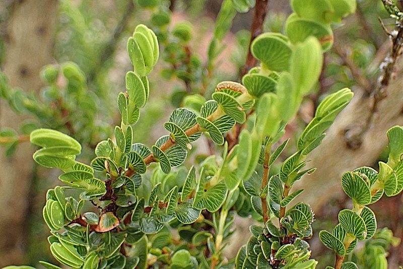 Cliffortia pulchella, photographed by Di Turner