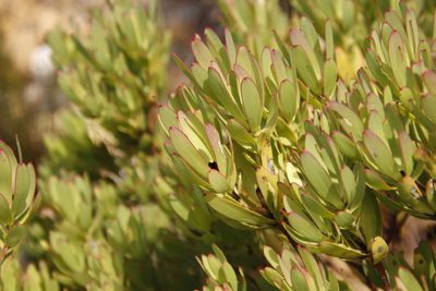 Leucadendron sessile, photographed by Tony Rebelo