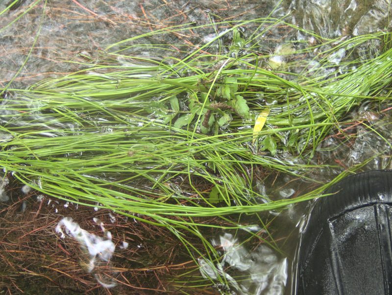 Isolepis inundata, photographed by Paul Bell-Butler