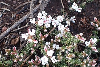 Aspalathus submissa, photographed by Di Turner