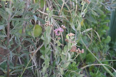 Tessaria absinthioides, photographed by Cecilia Pombo Posente
