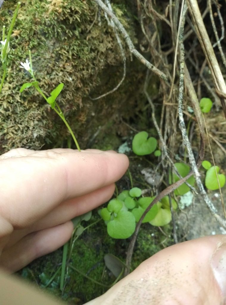 Cardamine intonsa, photographed by Joe Potter Butler