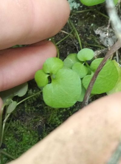 Cardamine intonsa, photographed by Joe Potter Butler