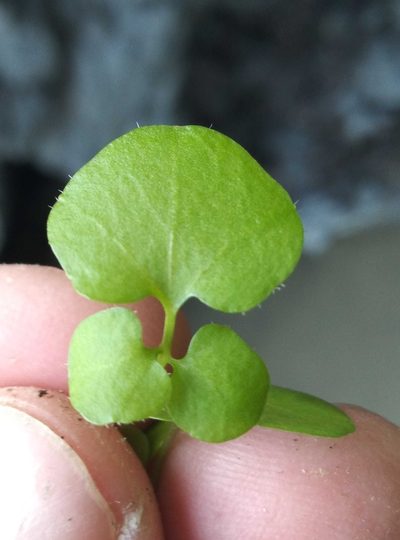 Cardamine intonsa, photographed by Joe Potter Butler