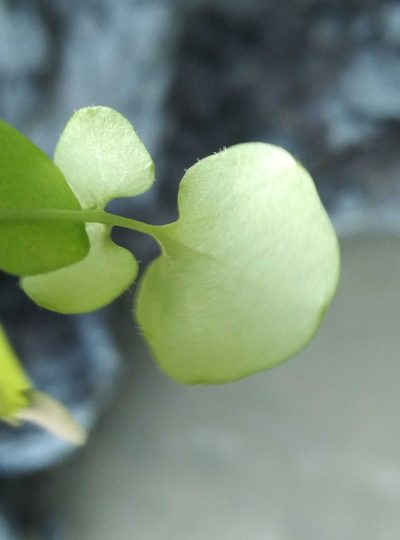 Cardamine intonsa, photographed by Joe Potter Butler