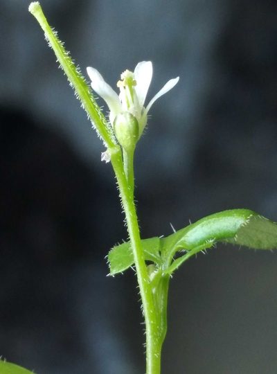 Cardamine intonsa, photographed by Joe Potter Butler