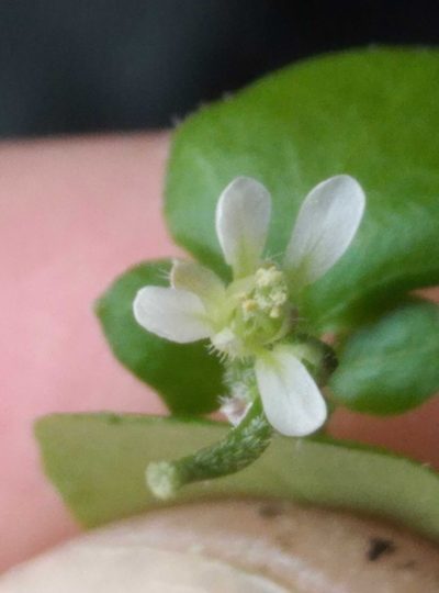 Cardamine intonsa, photographed by Joe Potter Butler