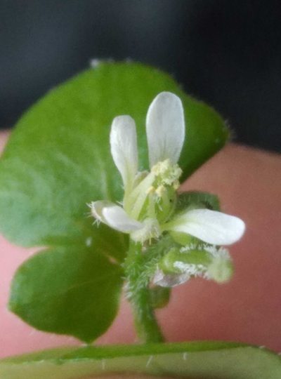 Cardamine intonsa, photographed by Joe Potter Butler