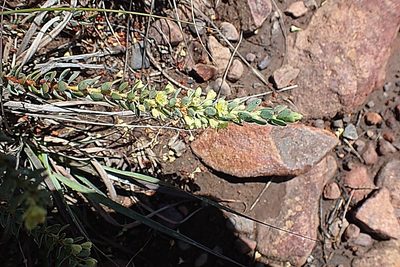 Clutia laxa, photographed by Di Turner