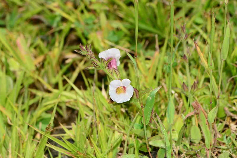 Centranthera indica, photographed by S.MORE