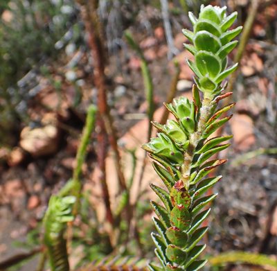 Struthiola argentea, photographed by Di Turner