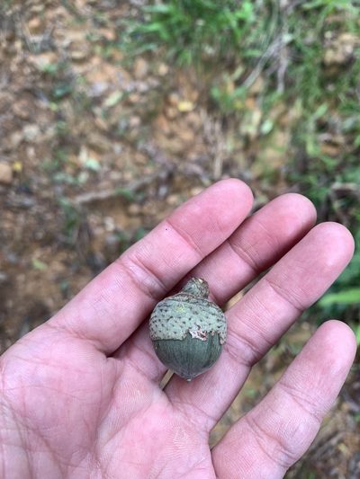 Lithocarpus shinsuiensis, photographed by 呂一起(Lyu yi-chi)